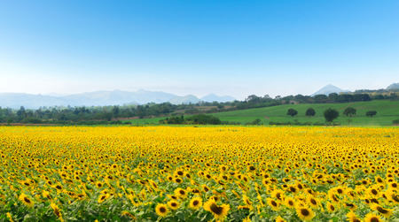Farm flower on sunflower and mountains skyの写真素材