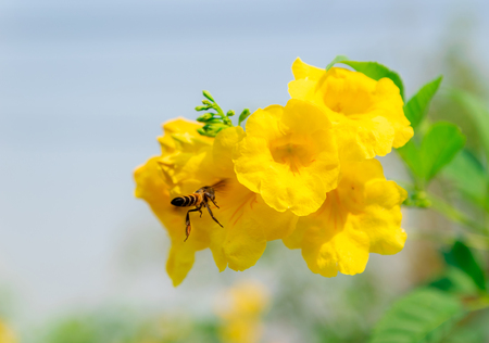 Insects eating nectar in flowers and natureの写真素材