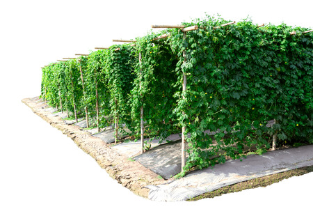 Agricultural vegetable farm bitter gourd garden for the health of the gardener white background
