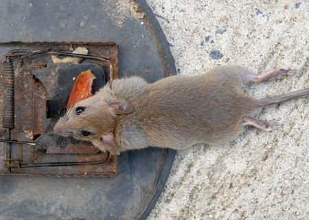 Disposal dead mouse caught in mousetrap in house mice controlの写真素材