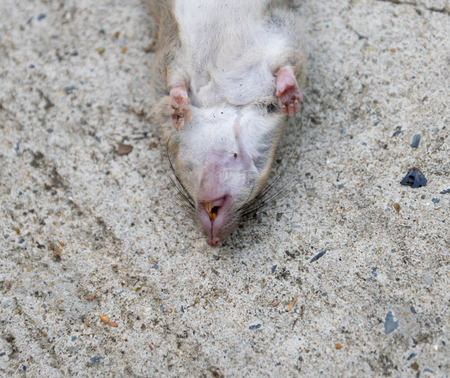 Disposal dead mouse caught in mousetrap in house mice controlの写真素材