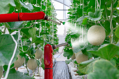 smart robotic farmers melon in agriculture futuristic robot automation  work to spray chemical or increase efficiencyの写真素材