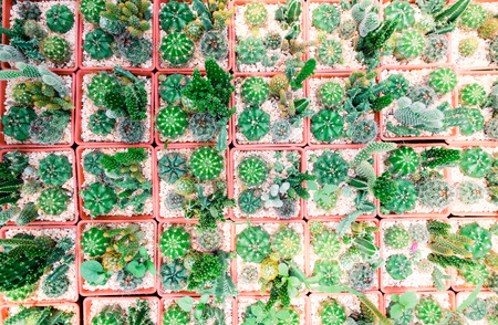 Farm cactus to plant variety of speciesの写真素材