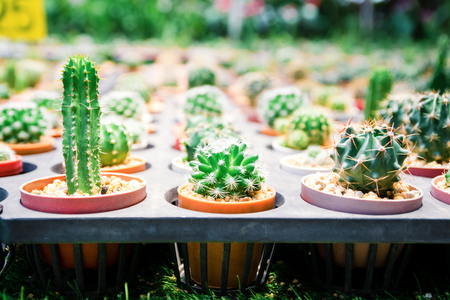 Farm cactus to plant variety of speciesの写真素材