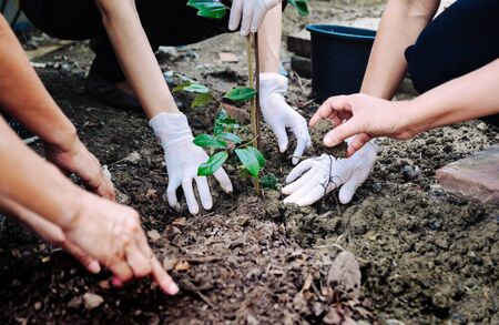 Human hand planted trees to protect the environment and ecological systemの写真素材