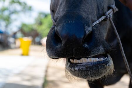 Buffalo mouth and nose eating grass on the farm meatの写真素材