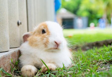 Rabbit lovely close up in the farm の写真素材