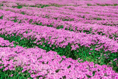 Flowers chrysanthemum in the garden for outdoorの写真素材