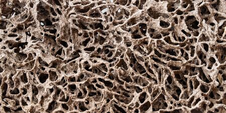 Termite nest that eat wood and paper in the house.の写真素材