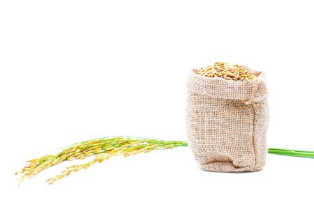 Rice of paddy Golden yellow in a sack on a white backgroundの写真素材