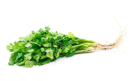 Coriander on a white backgroundの写真素材