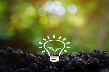 Environmental ecological concept seedlings tree and light bulbsの写真素材