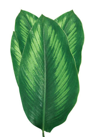 Natural green leaves of background
