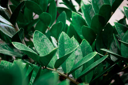 Leaves and water droplets on the leaves