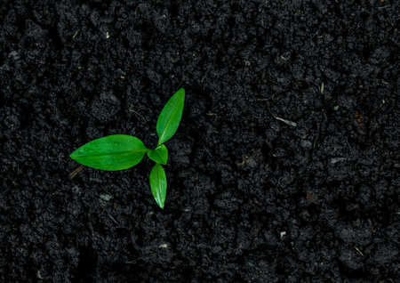 Ecological environment the growth of Seedling treeの写真素材