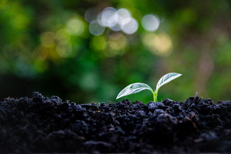 The seedlings grow on the natural ground.の写真素材