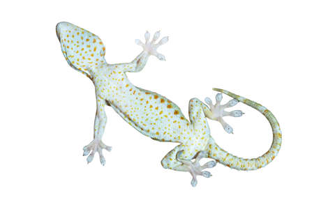 feet of a gecko on a white backgroundの写真素材