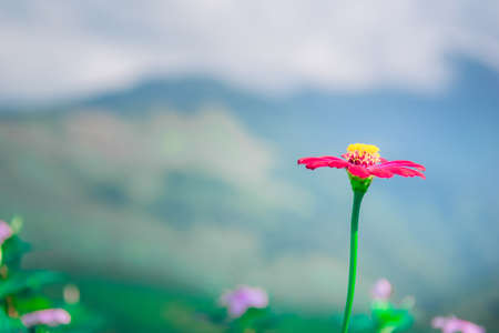 flowers and grass nature blur backgroundの写真素材