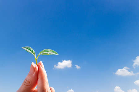 Ecosystem and environment tree sapling in hand concept