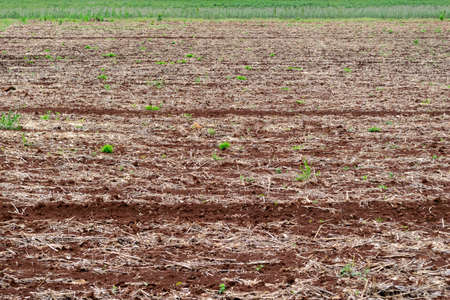 prepare the planting ground farm cassavaの写真素材