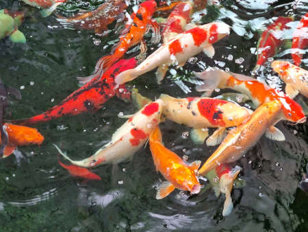 Koi fish in a colorful fish pondの写真素材
