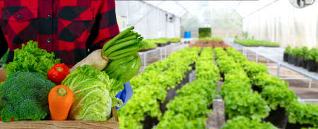 A gardener holds a wooden crate with various organic vegetables. vegetable garden backgroundの写真素材