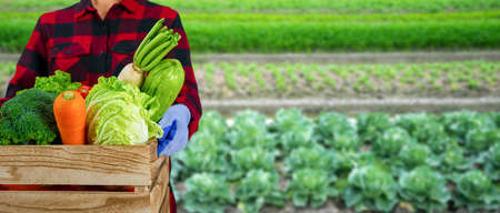 A gardener holds a wooden crate with various organic vegetables. vegetable garden backgroundの写真素材