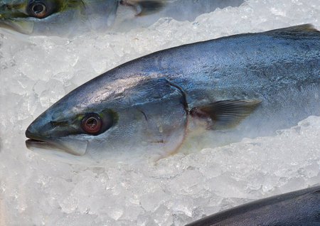 Frozen fish and seafood on ice in supermarketの写真素材