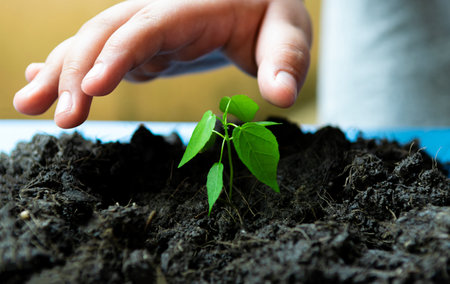 hand planting seedlings growing Environment and ecology conceptの写真素材