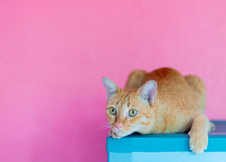 Cat orange on pink background empty spaceの写真素材
