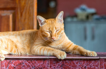 Orange cat, sleepy with exhaustion and sitting asleep.の写真素材