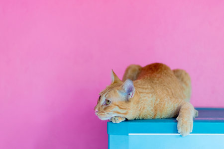 Cat orange on pink background empty spaceの写真素材