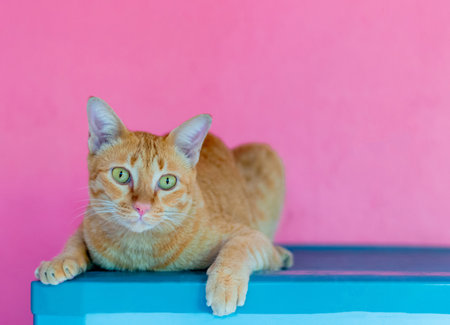 Cat orange on pink background empty spaceの写真素材