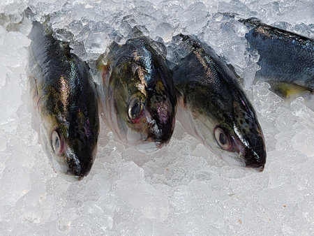 Fresh a fish frozen ice in the supermarketの写真素材