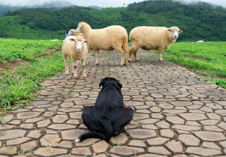 Dog shepherding sheep on a farm on the grass of the mountainsの写真素材