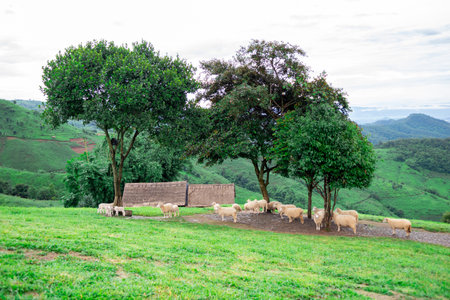 Sheep farm on the grass of the mountainsの写真素材
