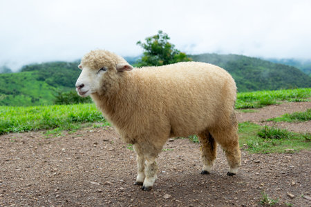 Sheep farm on the grass of the mountainsの写真素材