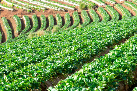 strawberry farm fruit on the mountain natureの写真素材