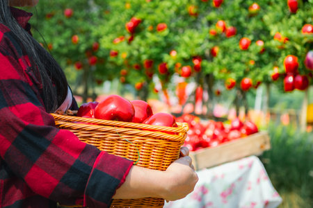 Gardener's concept of fruit of the apple orchardの写真素材