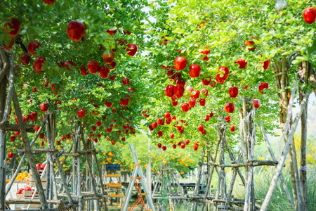 Gardener's concept of fruit of the apple orchardの写真素材