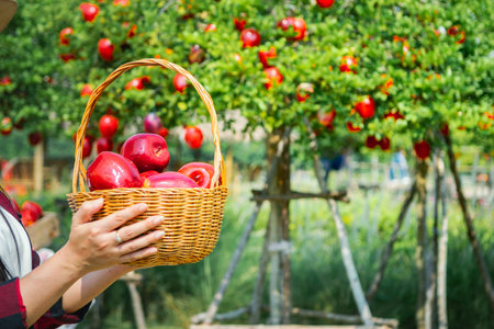Gardener's concept of fruit of the apple orchardの写真素材