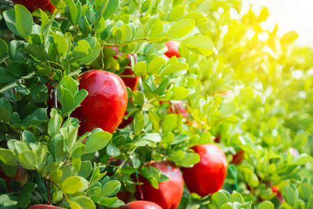Gardener's concept of fruit of the apple orchardの写真素材