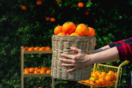 Gardener oranges fresh in mandarin orange plantationの写真素材
