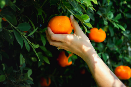 Gardener Oranges fresh in mandarin orange plantationの写真素材