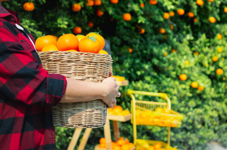 Gardener oranges fresh in mandarin orange plantationの写真素材