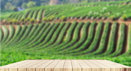 Empty wooden decking, strawberry farm backgroundの写真素材