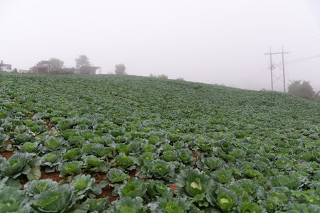 Cabbage garden with organic vegetablesの写真素材
