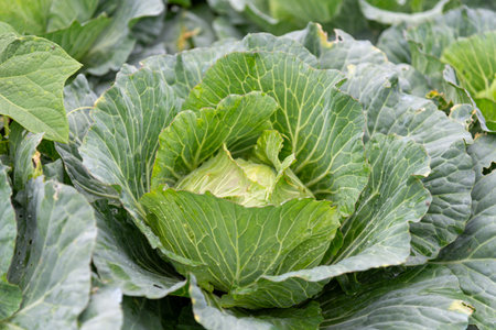 Cabbage garden with organic vegetablesの写真素材