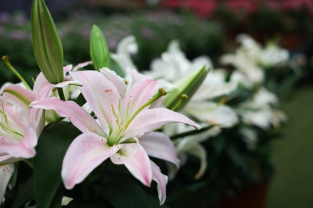 Flower の写真素材