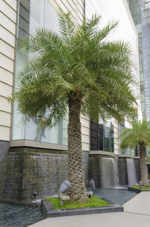 Palm Tree where is outside facade of a modern shopping centre in central Bangkokの写真素材